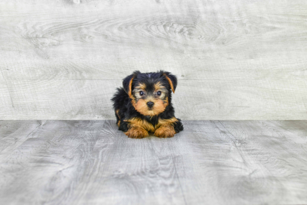 Meet Jeremy - our Yorkshire Terrier Puppy Photo 