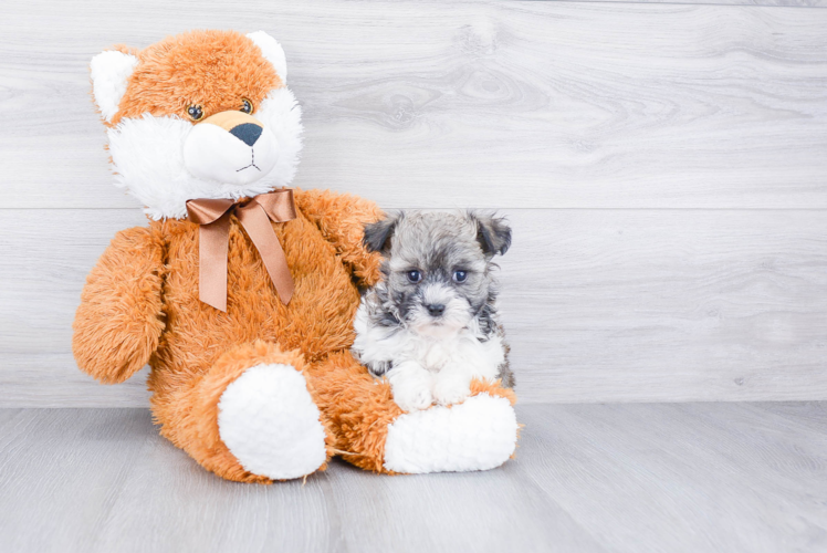 Havanese Pup Being Cute