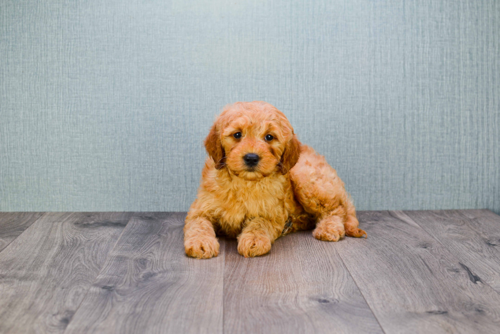 Best Mini Goldendoodle Baby