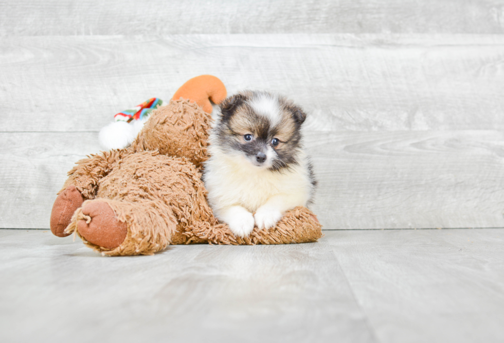 Fluffy Pomeranian Purebred Puppy