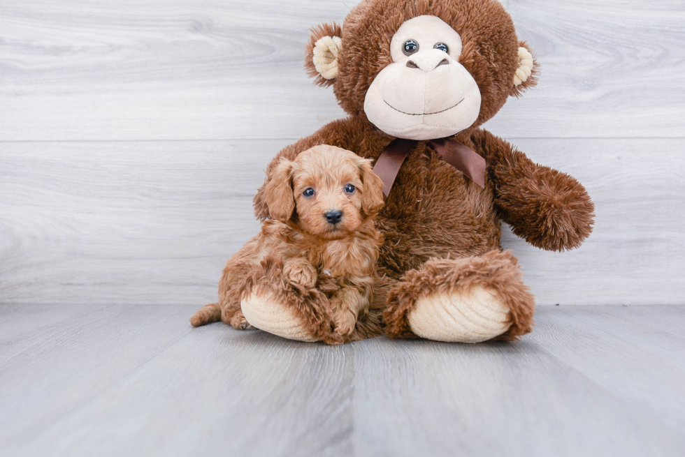 Small Cavapoo Baby