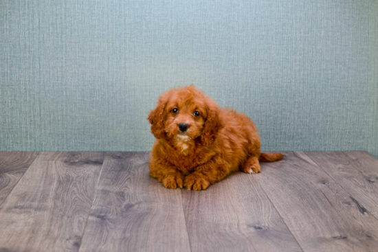 Mini Goldendoodle Pup Being Cute