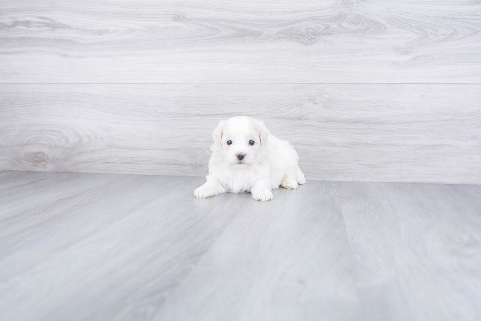 Maltipoo Pup Being Cute