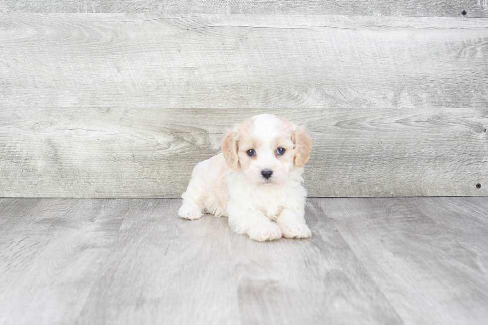 Fluffy Cavachon Designer Pup