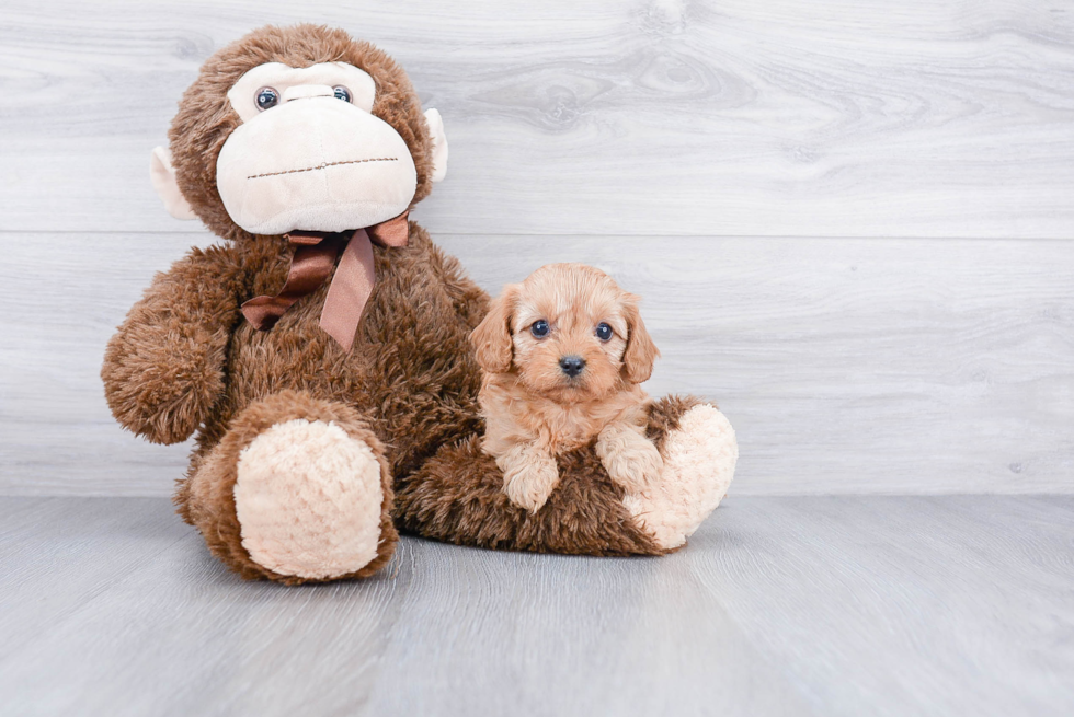 Funny Cavapoo Poodle Mix Pup