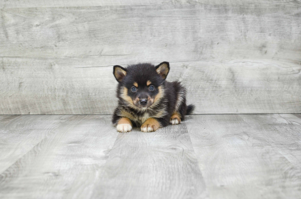 Cute Pomsky Baby