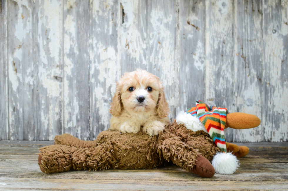 Best Cavachon Baby