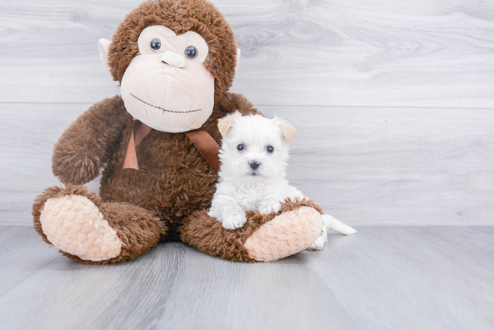 Maltipoo Puppy for Adoption