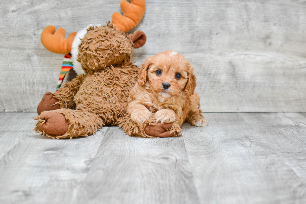 Fluffy Cavapoo Poodle Mix Pup