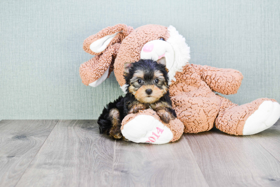 Meet Heidi - our Yorkshire Terrier Puppy Photo 