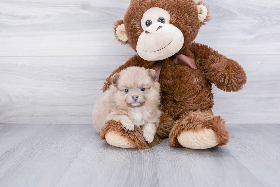 Pomeranian Puppy for Adoption