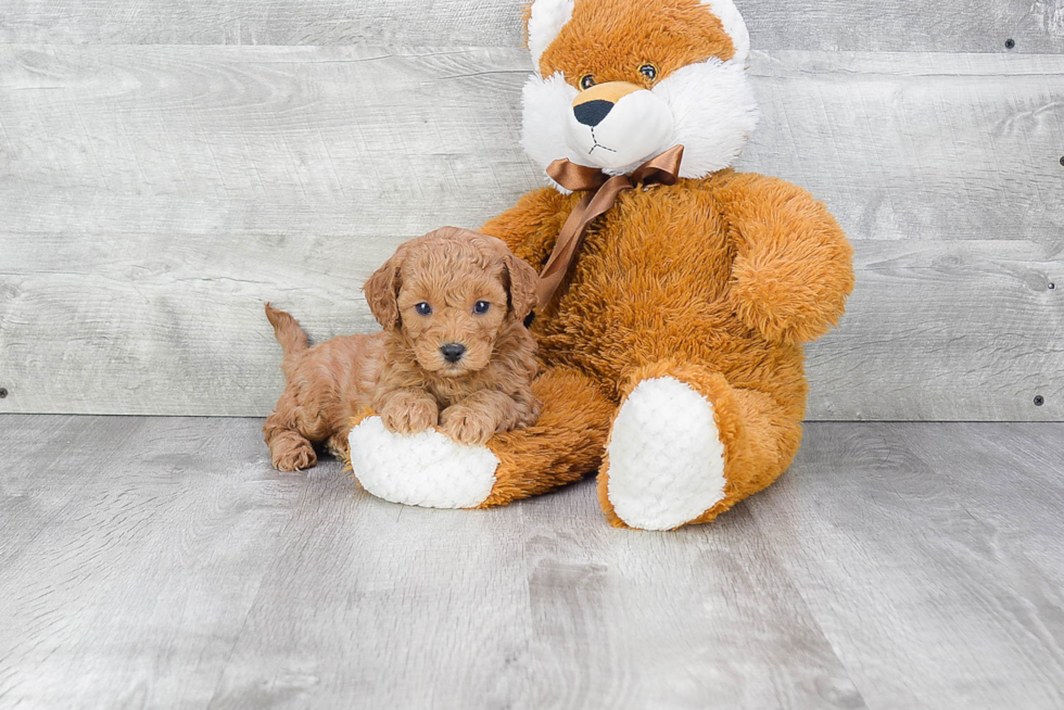 Funny Cavapoo Poodle Mix Pup