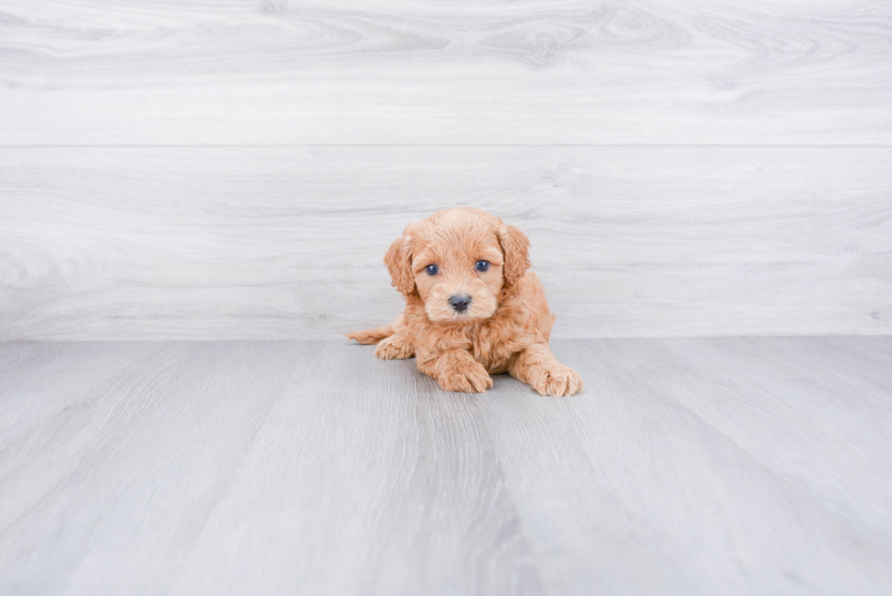 Happy Cockapoo Baby