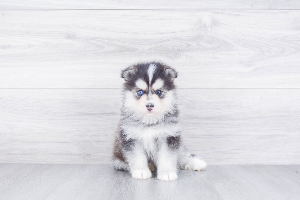 Pomsky Puppy for Adoption