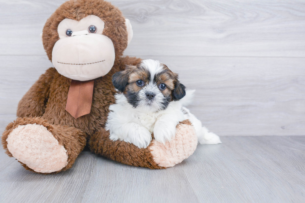 Shih Tzu Pup Being Cute