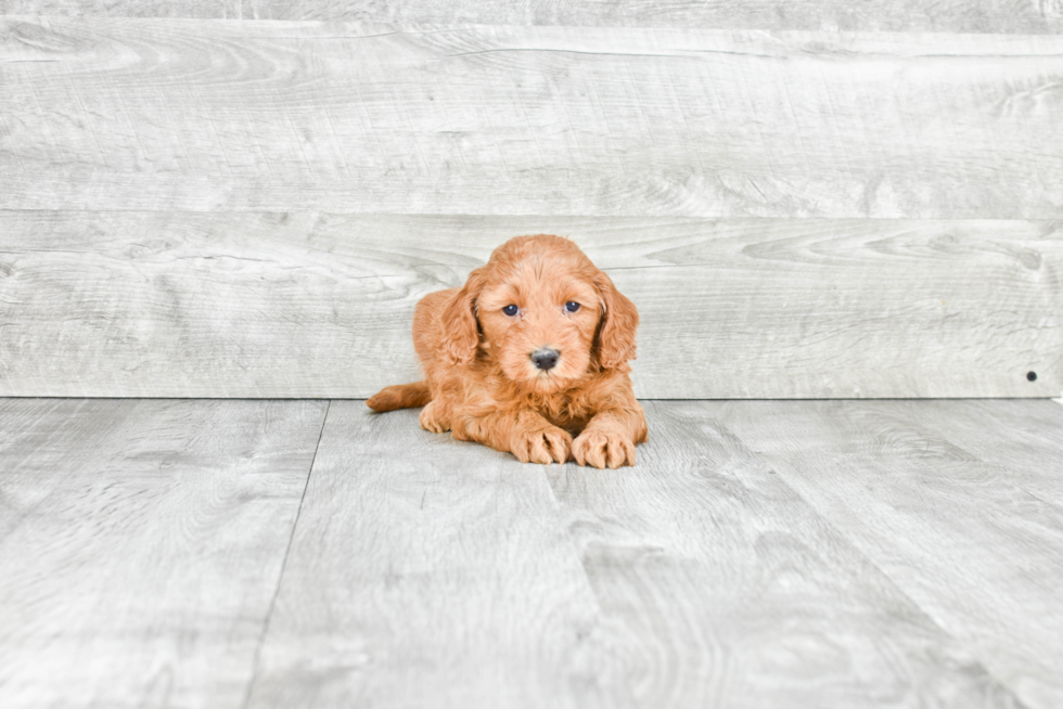 Mini Goldendoodle Puppy for Adoption