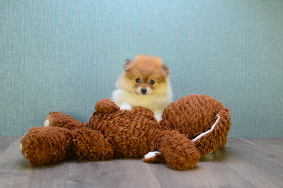 Pomeranian Pup Being Cute