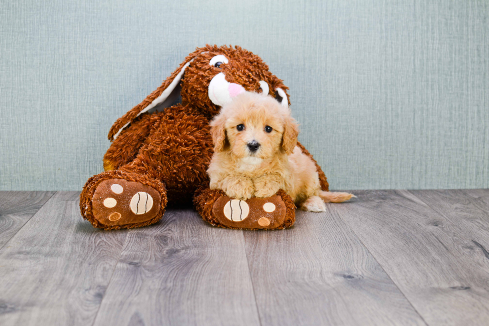 Happy Cavachon Baby