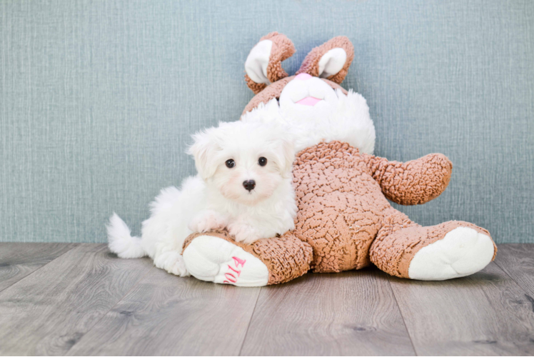 Playful Maltese Baby