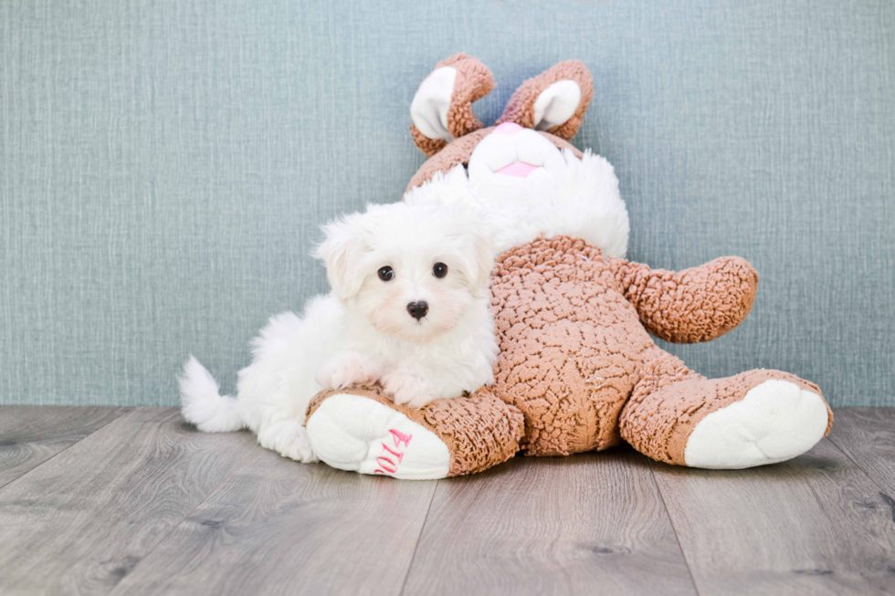 Playful Maltese Baby