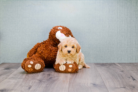 Maltipoo Puppy for Adoption