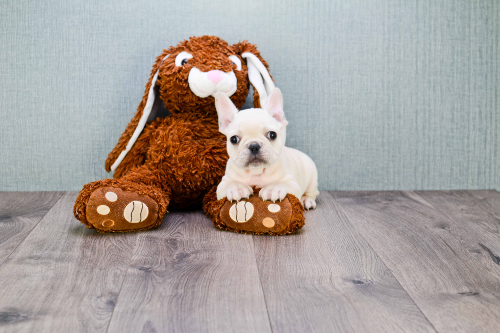 Energetic Frenchie Purebred Puppy