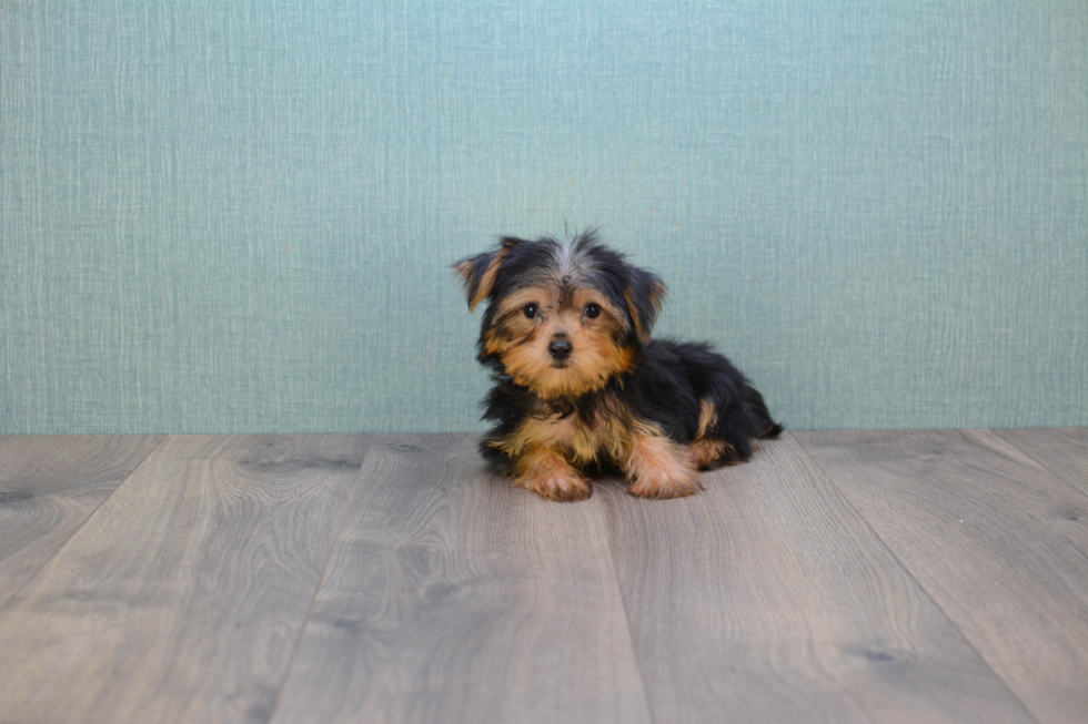 Meet Avery - our Yorkshire Terrier Puppy Photo 