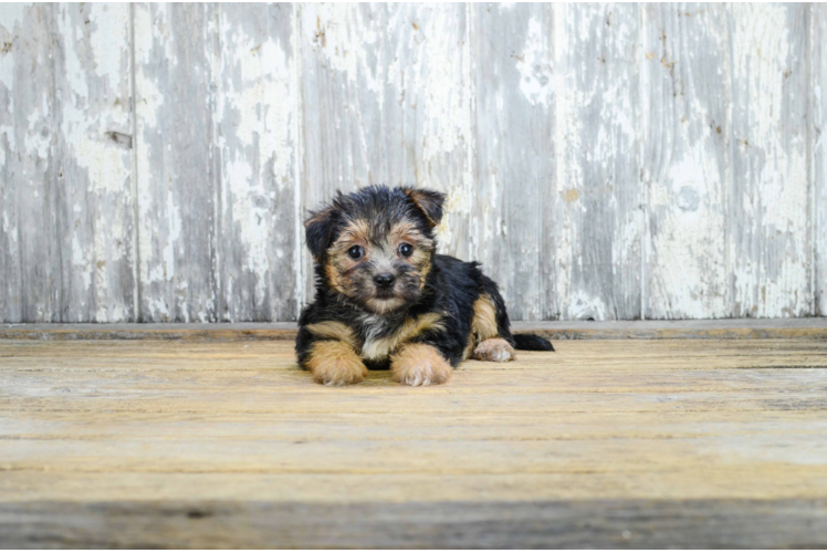 Happy Morkie Baby