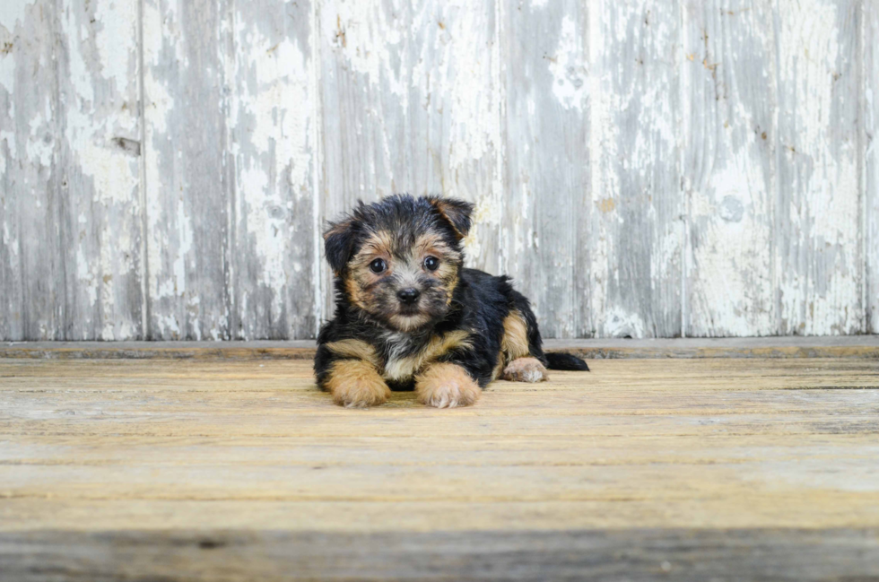 Happy Morkie Baby