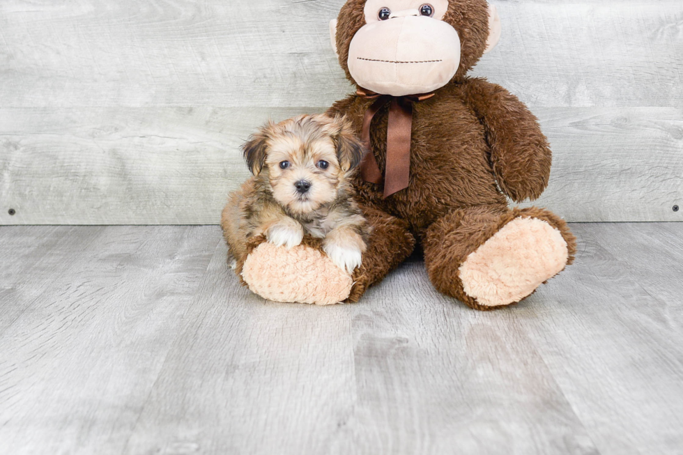 Hypoallergenic Yorkie Designer Puppy