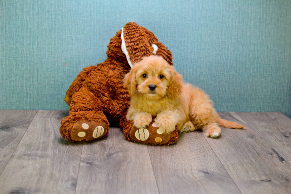 Happy Cavapoo Baby