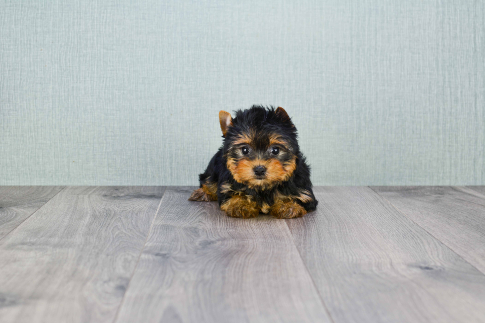 Meet Giselle - our Yorkshire Terrier Puppy Photo 