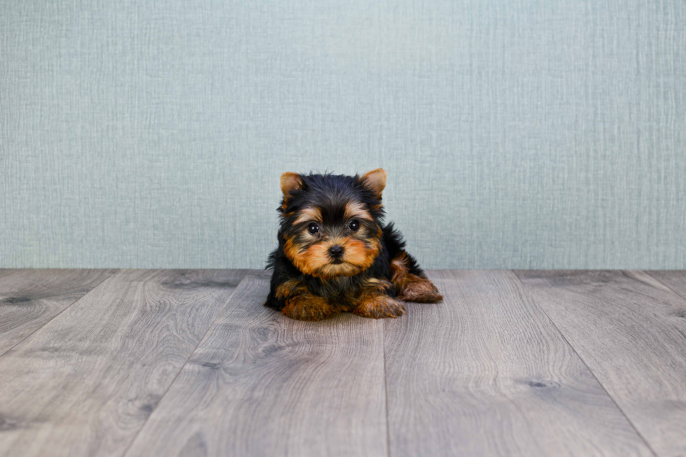 Meet Tinkerbell - our Yorkshire Terrier Puppy Photo 