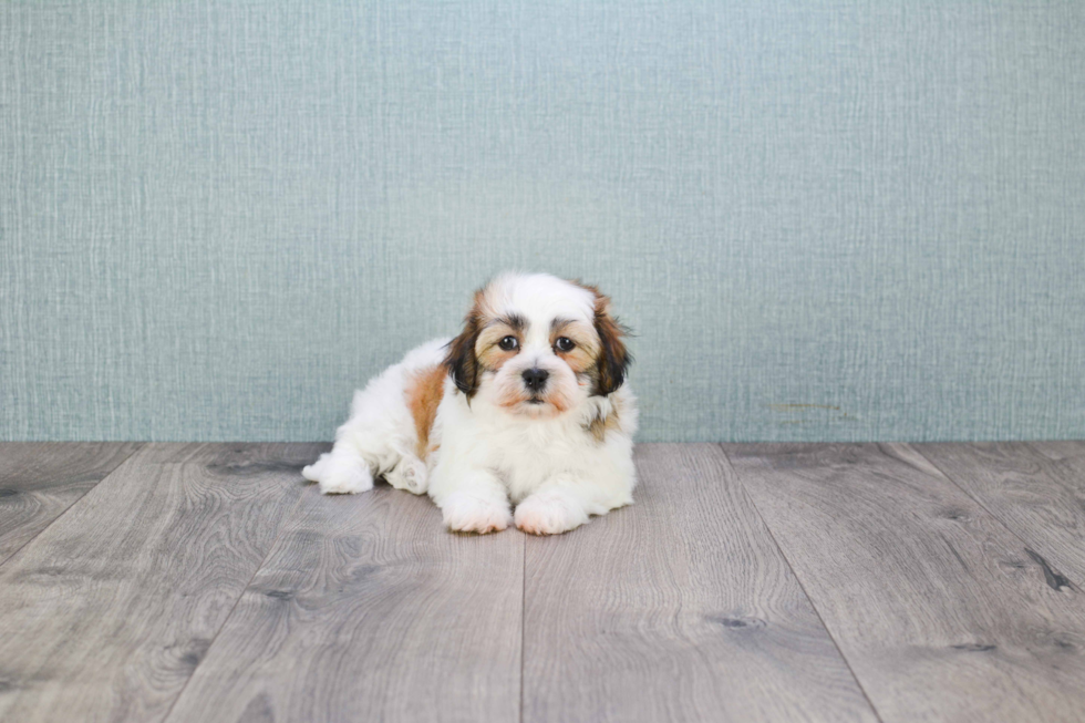 Adorable Shichon Designer Puppy