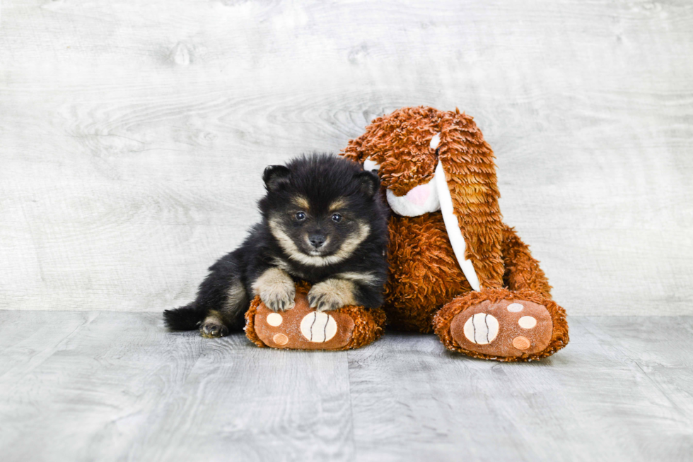 Happy Pomeranian Purebred Puppy