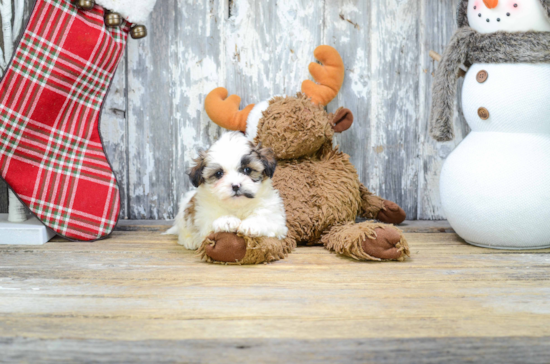 Friendly Teddy Bear Baby