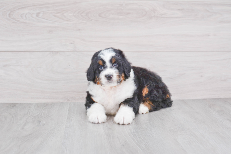 Mini Bernedoodle Pup Being Cute