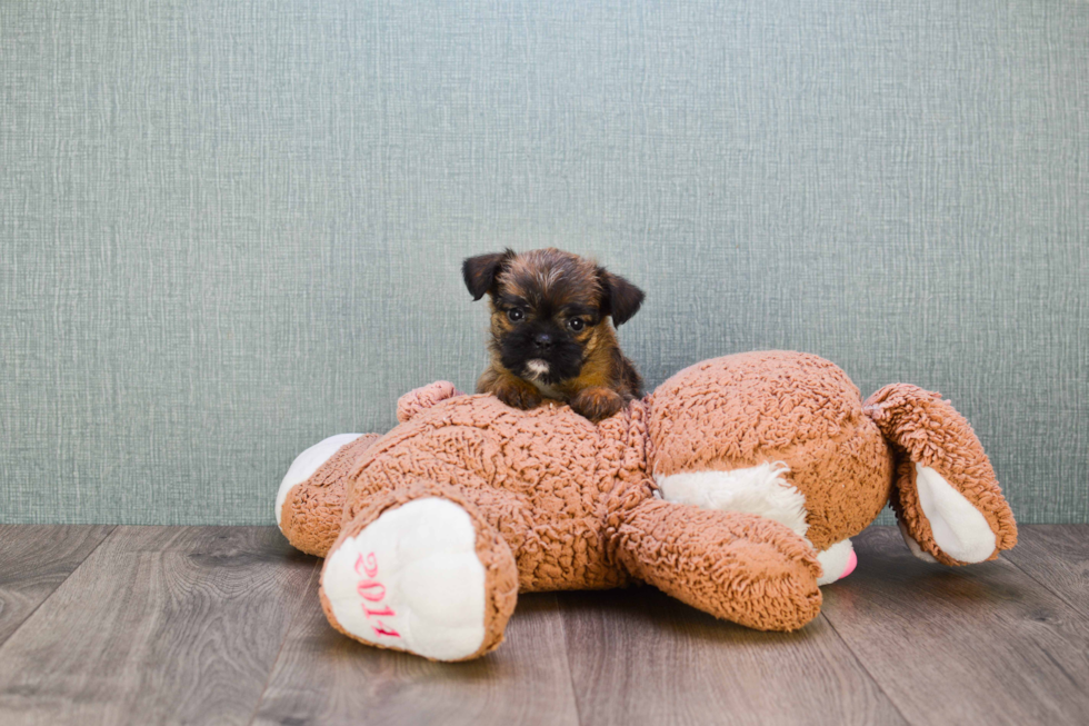 Brussels Griffon Puppy for Adoption