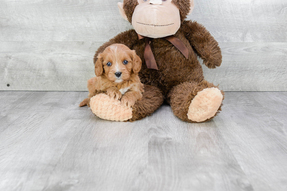 Cavapoo Pup Being Cute