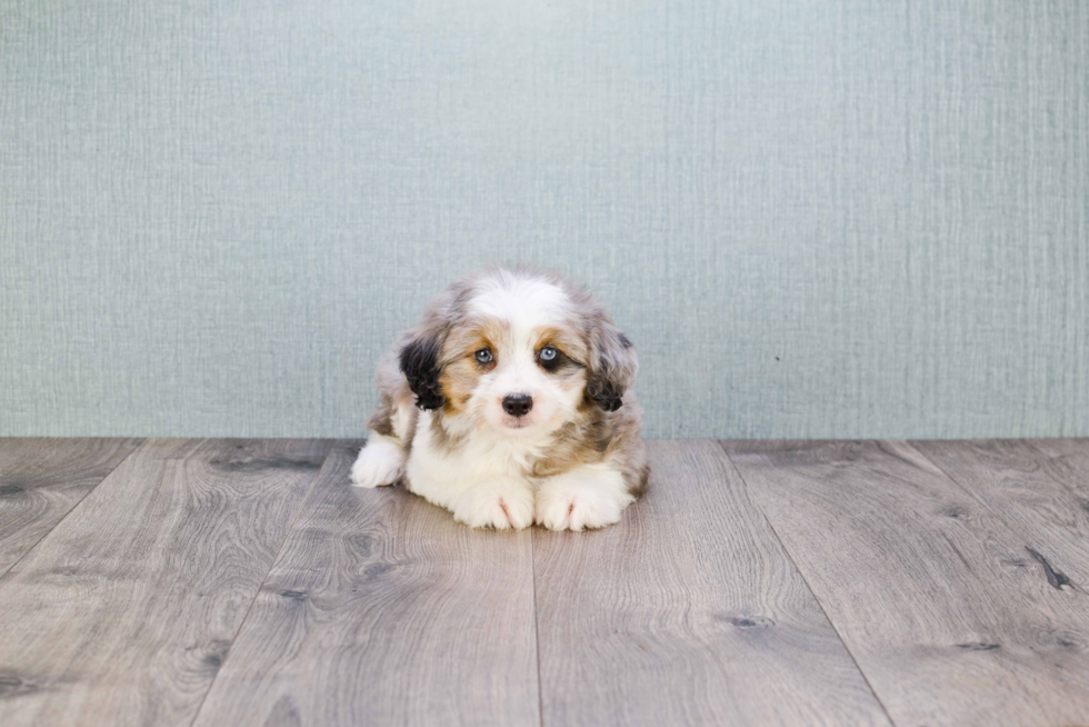 Mini Aussiedoodle Pup Being Cute