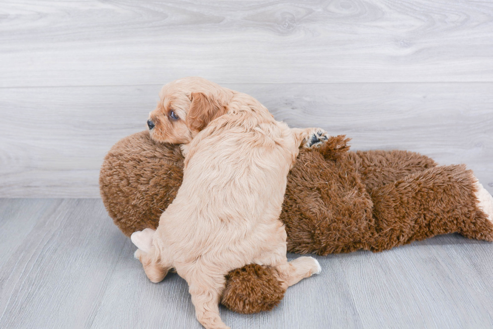 Energetic Cavoodle Poodle Mix Puppy