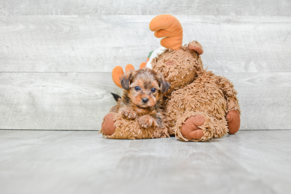 Fluffy Shorkie Designer Pup