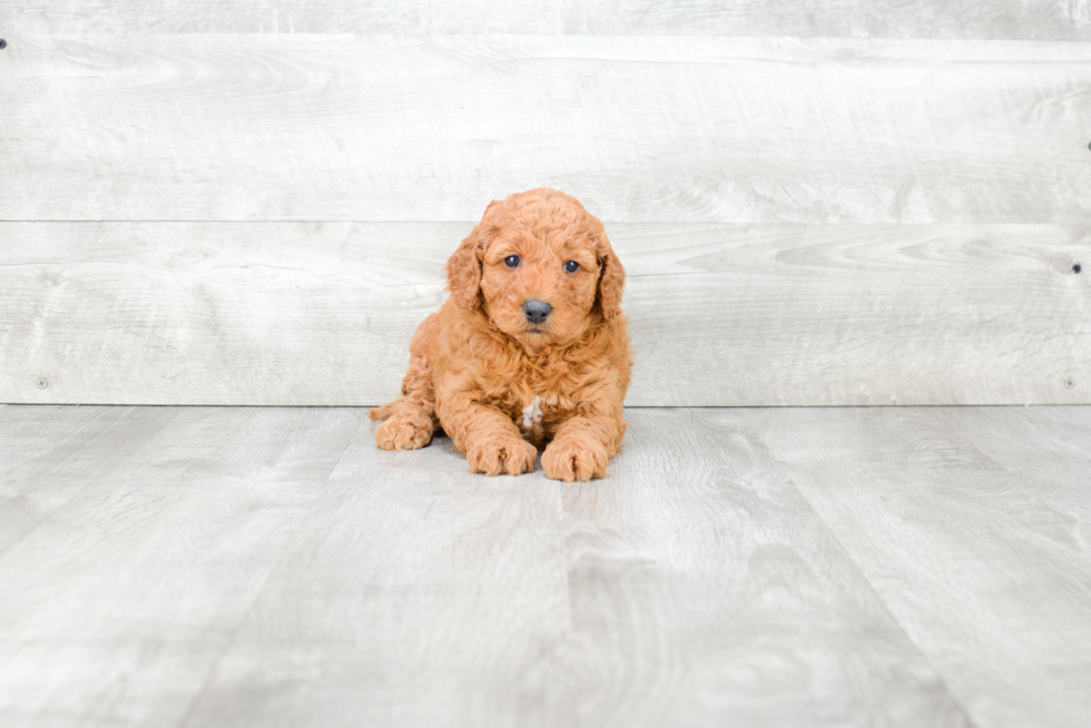 Best Mini Goldendoodle Baby