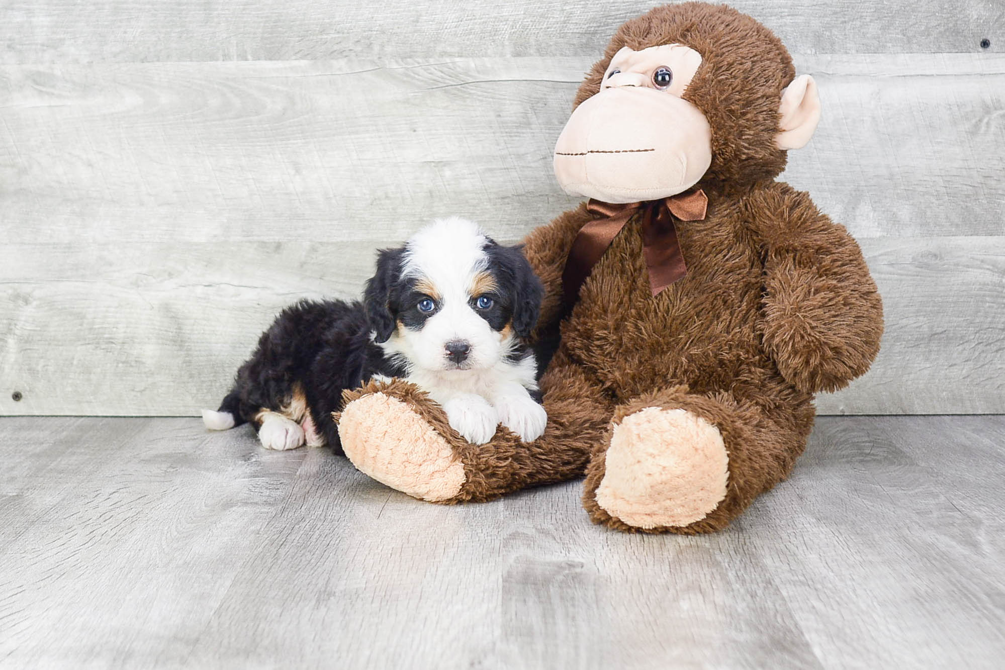 Mini Bernedoodle Pup Being Cute