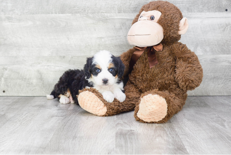 Mini Bernedoodle Pup Being Cute