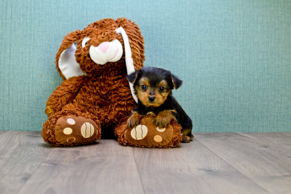 Meet Capone - our Yorkshire Terrier Puppy Photo 