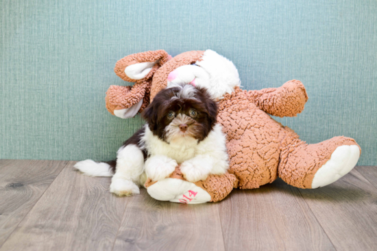 Best Havanese Baby