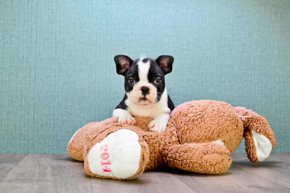 Little French Bulldog Baby