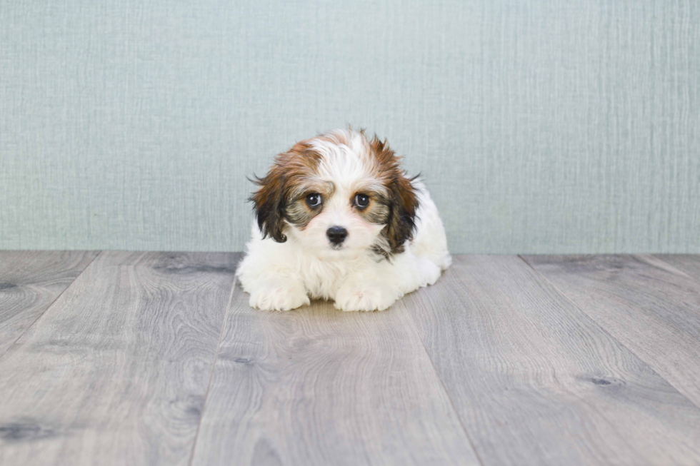 Friendly Cavachon Baby