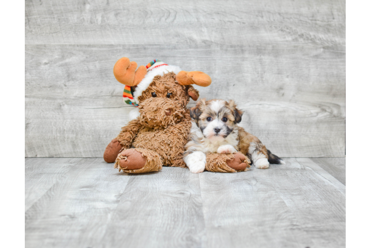 Best Havanese Baby